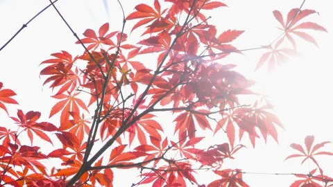 Vivid Red Autumn Maple Leaves Swaying Under Bright Sunlight Stock Footage 342227183