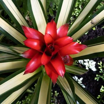 Vivid red blooming bromeliad extreme closeup Stock Photos