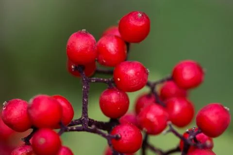 Vivid red elderberry in forest Stock Photos