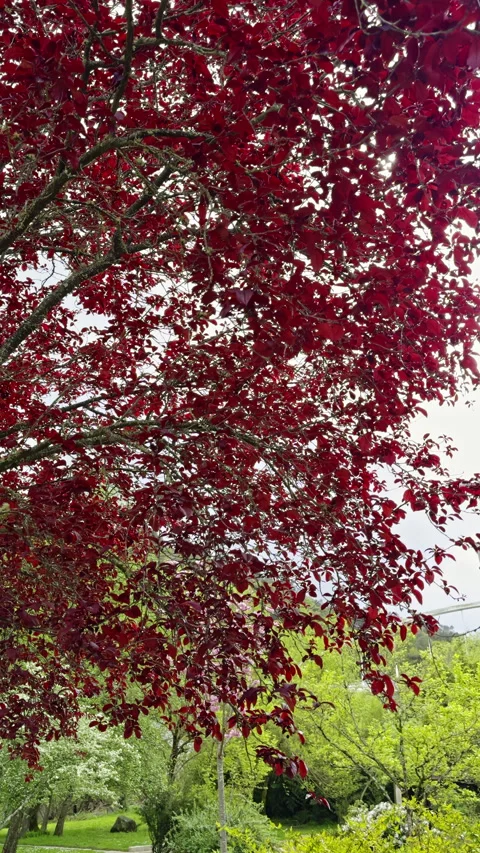 Vivid Red Leaves on a Tree in Lush Park Setting Stock Footage 275700549