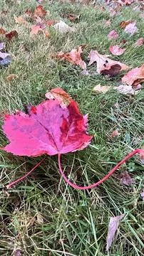 Vivid Red Maple Leaf Resting on Green Grass in Autumn Stock Photos