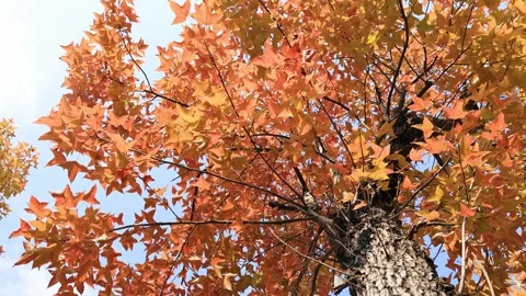 Vivid Red Maple Leaves Clinging to Weathered Tree Trunk in Autumn Forest Mist Stock Footage 341916500