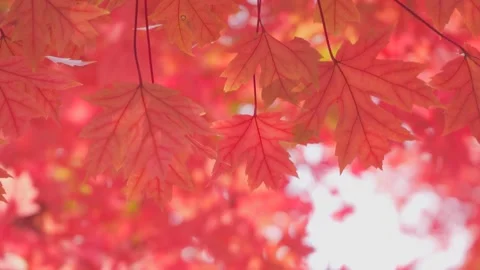 Vivid Red Maple Leaves Swaying in the Soft Autumn Sunlight Stock Footage 342227279