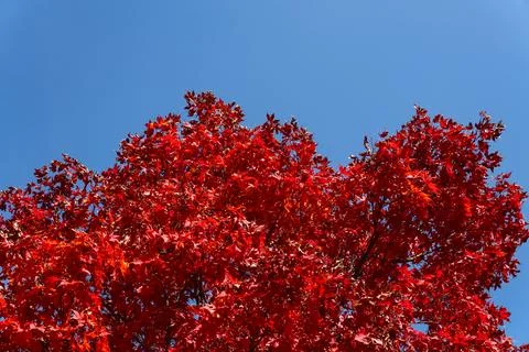 Vivid Red Maple Tree Canopy Under Clear Blue Sky Copy Space Photos