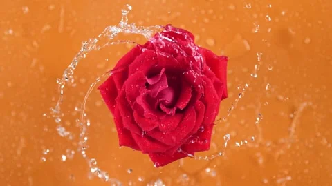 Vivid red rose falling with water splashing on orange background Stock Footage 327573244