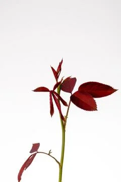Vivid Red Rose Leaves with Stem on Bright White Background Stock Photos