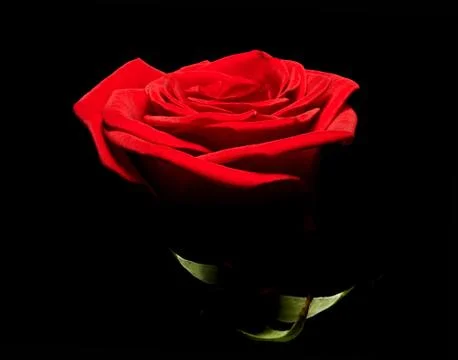 Vivid red rose Stock Photos