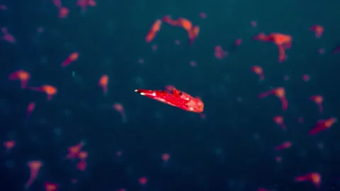 Vivid Red Shrimp Ascending in a Deep Blue Ocean Stock Footage 301032254
