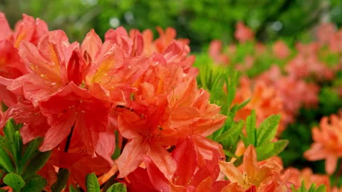 Vivid red spring flowers Stock Footage 159272580