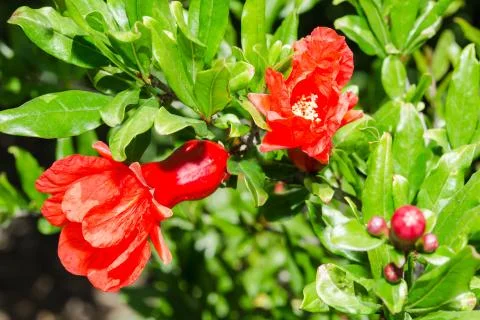 Vivid red spring pomegranate blossom Stock Photos