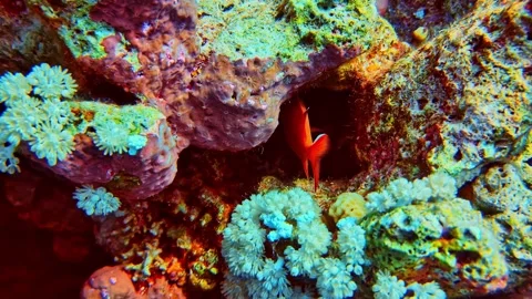 Vivid red squirrelfish sheltering inside a colorful coral cave amid blue and Stock Footage 334287308