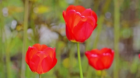 Vivid red tulips blooming in a spring garden, captured in stunning 4K slow Stock Footage 295367907