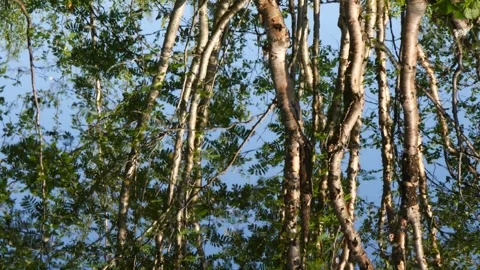 Vivid reflections of trees a Stock Footage 328476551