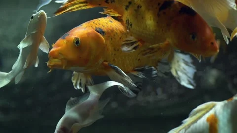 Vivid school of koi fish with striking orange, white, and black patterns Stock Footage 312626468