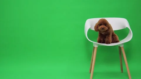 Vivid setting captures joyful brown poodle in photograph Stock Footage 327610519