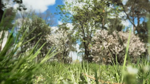 Vivid spring park full of green grass and beautiful blooming of fruit trees. Stock Footage 89564339