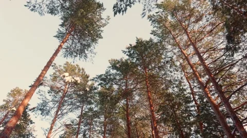 Vivid sunlight streams through lush green forest canopy creating serenity Video stock 332039813