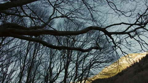 Vivid sunlight warming barren mountain slope, highlighting stark branches Stock-Footage 306691653