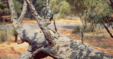 Vivid view of a weathered tree trunk laying on red earth near a road 스톡 일러스트