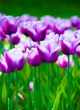 Vivid violet tulips, spring Stock Photos