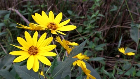 Vivid yellow blooms of the flowering sun choke, 4K Stock Footage 158562553