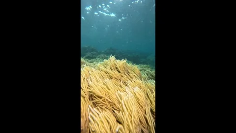 Vivid yellow soft coral polyps moving gently with the ocean current over a Stock Footage 332000368