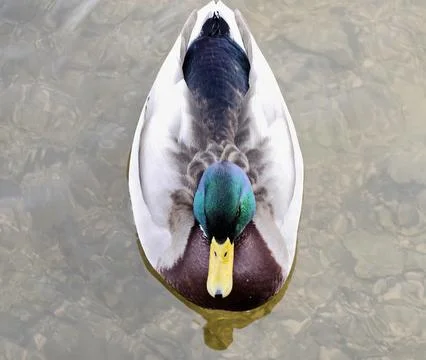 Vividly colored mallard with sharp feather detail and commanding gaze highl.. Stockfoto's
