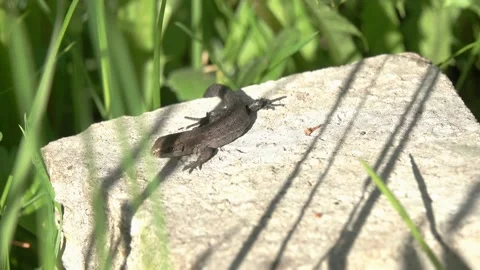 Viviparous Lizard basking in the sun sitting on a stone Stock-Footage 156406228