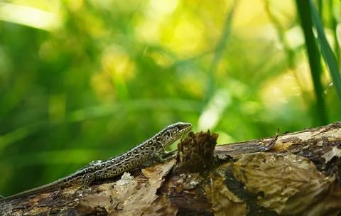 Viviparous lizard close up on fallen trunk in green forest Stock Photos