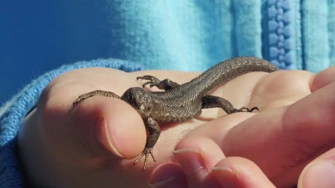 The viviparous lizard lies on a human wrist. (Lacerta vivipara Jacq) Stock Footage