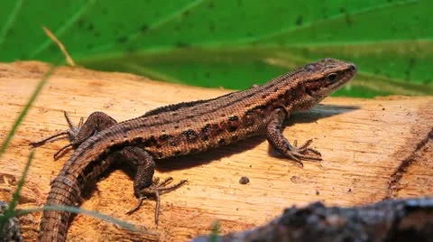 Viviparous Lizard looking towards the camera, Zootoca vivipara Video stock 12062069
