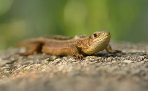 The viviparous lizard or common lizard (Zootoca vivipara) sitting on the ston Stock Photos