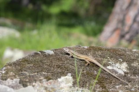 The viviparous lizard, or common lizard, on the rock Foto stock