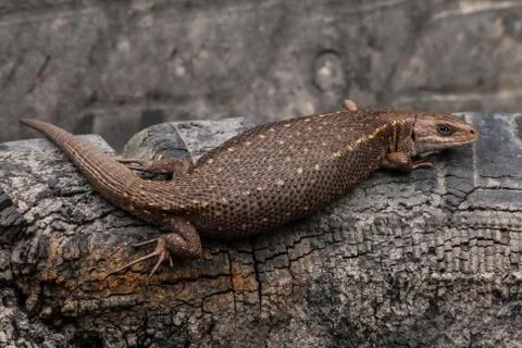Viviparous lizard Stock Photos