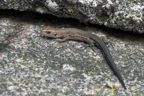 Viviparous lizard. Stock Photos