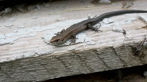Viviparous Lizard  rests on a log, heated, and periodically sighs Stock Footage 64679976
