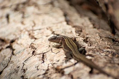 A viviparous lizard on a tree trunk Stock Photos