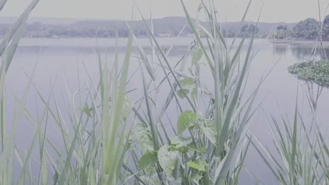 Viwe lake abadi  this is summer Stock Footage 243878174