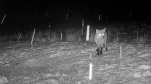Vixen Red Fox in the Snow. Isle of Skye Stock Footage 237165922