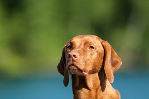 Vizsla Dog Portrait Stock Photos