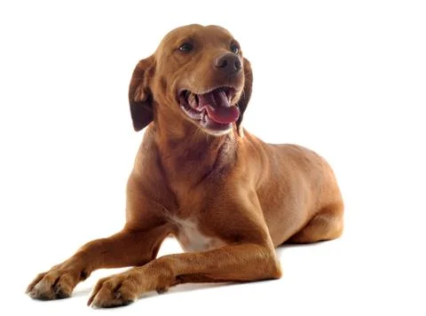 Vizsla Stock Photos