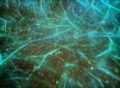VJ 047 : 3D Particles flying Organic World Footage