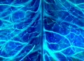 VJ Loop 013 : Nerve System Blue Footage