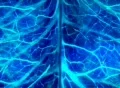 VJ Loop 013 : Nerve System Blue Web Footage