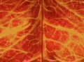 VJ Loop 014 : Nerve System Orange Footage