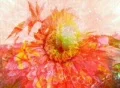 VJ Loop 022 : Pink Flower Web Footage