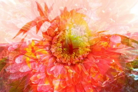 VJ Loop 022 : Pink Flower Stock Footage