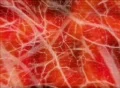 VJ Loop 042 : Organic Animation Red Web Footage