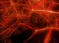 VJ Loop 046 : Flying Organic World Red Web Footage
