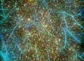 VJ Loop 047 : 3D Particles Flying Organic World Green Web Footage